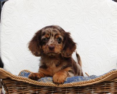 Long haired Dachshund - Vienna Dogs, Puppies