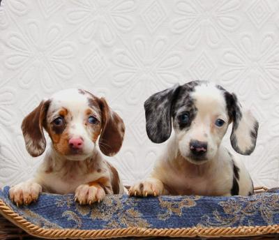 Dachshunds - Vienna Dogs, Puppies