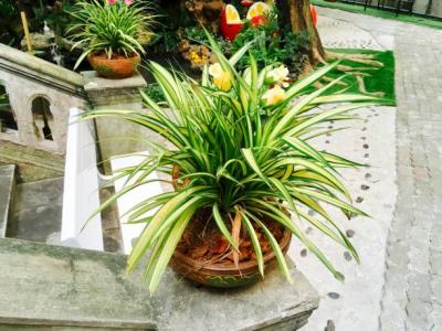Song of India Plant - GardenGram - Hyderabad Other