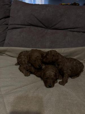 Poodle - Vienna Dogs, Puppies