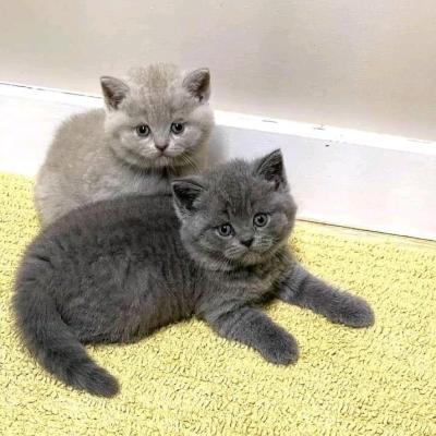 cute British shorthair kittens Business WhatsApp: +37256348129 - Brussels Cats, Kittens