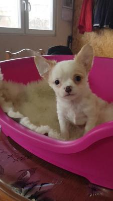 Mini chihuahuas - Vienna Dogs, Puppies