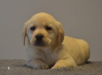 Labrador Retriever - Vienna Dogs, Puppies