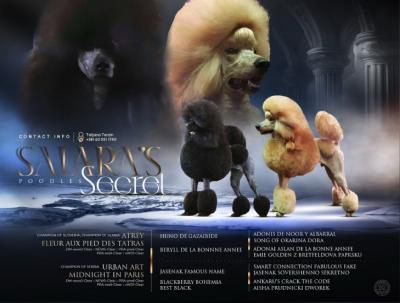 Standard poodle puppies - Vienna Dogs, Puppies