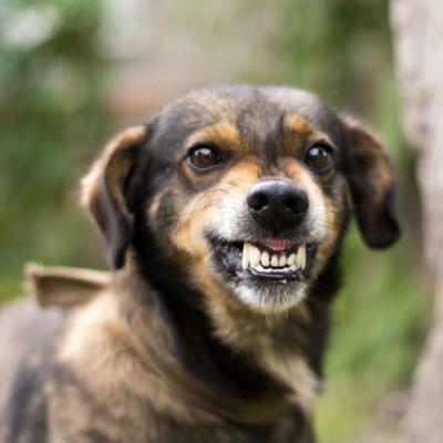 Dog Trainer for Aggressive Behavior Near Me