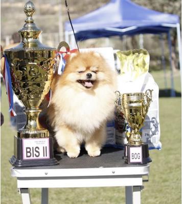Pomeranian puppies-top litter - Vienna Dogs, Puppies