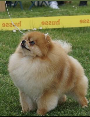 Pomeranian puppies-top litter - Vienna Dogs, Puppies