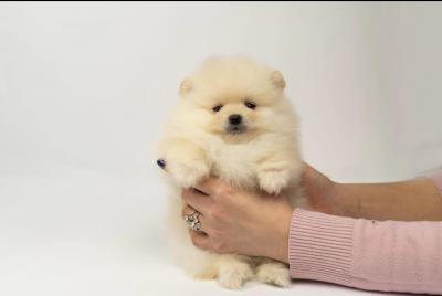 Pomeranian puppies-top litter - Vienna Dogs, Puppies