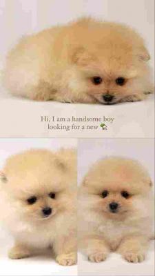 Pomeranian puppies - Vienna Dogs, Puppies