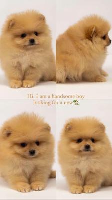 Pomeranian puppies - Vienna Dogs, Puppies