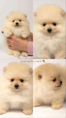 Pomeranian puppies - Vienna Dogs, Puppies