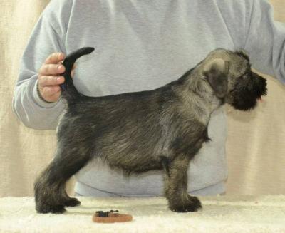 Mittelgroße Schnauzerwelpen - Vienna Dogs, Puppies