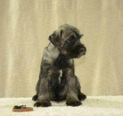 Mittelgroße Schnauzerwelpen - Vienna Dogs, Puppies