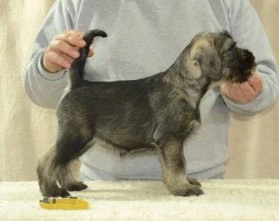Mittelgroße Schnauzerwelpen - Vienna Dogs, Puppies
