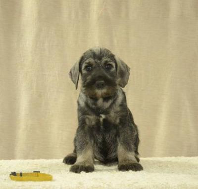 Mittelgroße Schnauzerwelpen - Vienna Dogs, Puppies