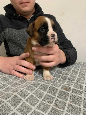 German boxer - Vienna Dogs, Puppies