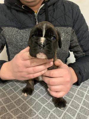 German boxer - Vienna Dogs, Puppies