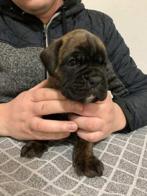 German boxer - Vienna Dogs, Puppies
