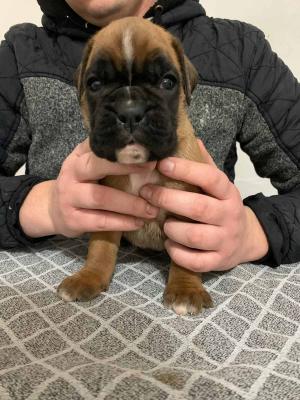 German boxer - Vienna Dogs, Puppies