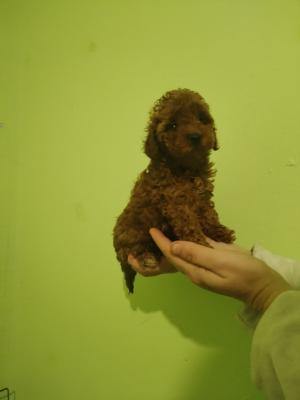 Red toy poodle - Vienna Dogs, Puppies