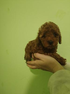 Red toy poodle - Vienna Dogs, Puppies