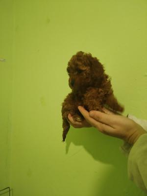 Red toy poodle - Vienna Dogs, Puppies