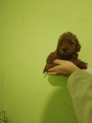 Red toy poodle - Vienna Dogs, Puppies
