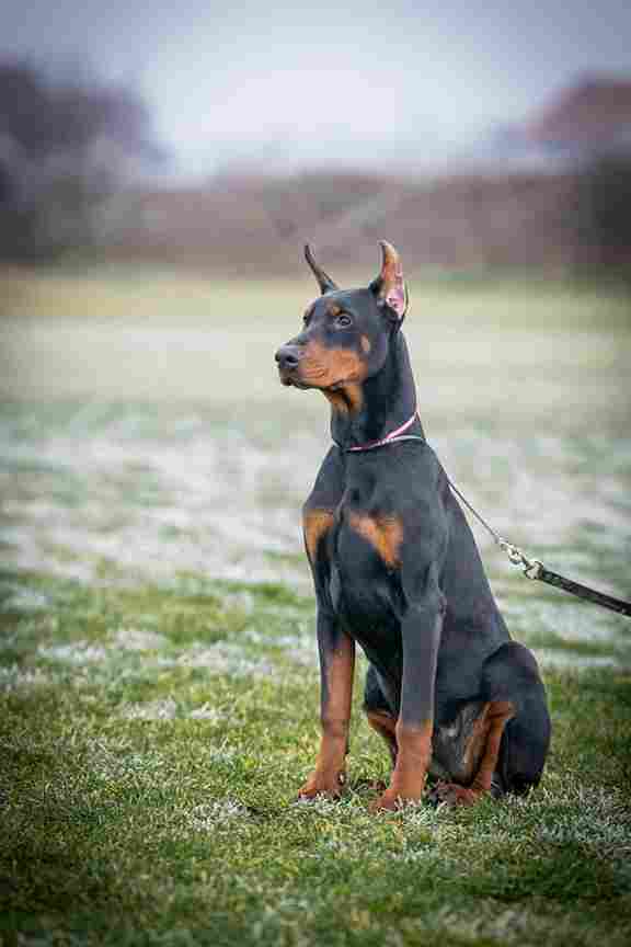 DOBERMAN PUPPY - Vienna Dogs, Puppies