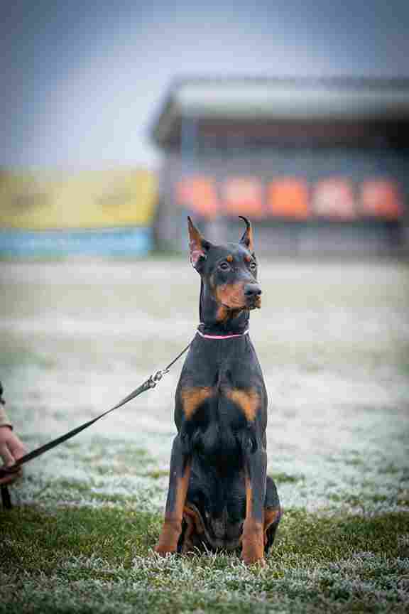 DOBERMAN PUPPY - Vienna Dogs, Puppies