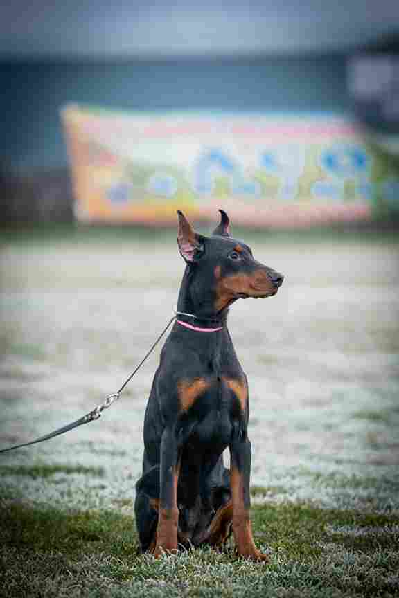 DOBERMAN PUPPY - Vienna Dogs, Puppies