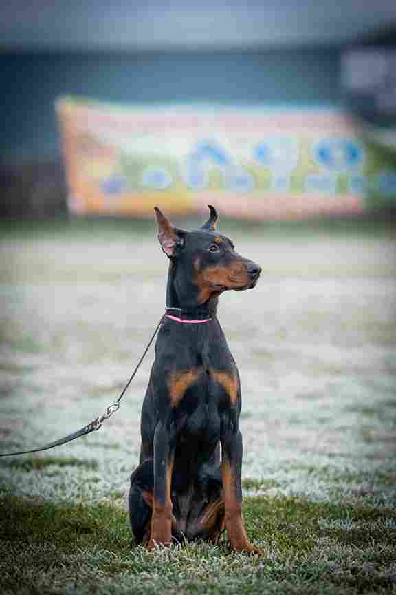 DOBERMAN PUPPY - Vienna Dogs, Puppies