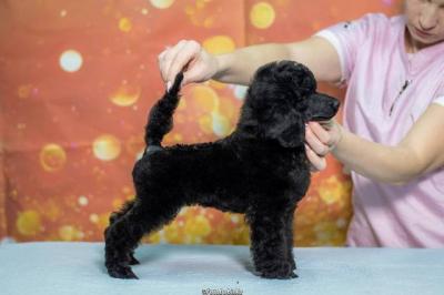 Mittelgroße Pudelwelpen - Vienna Dogs, Puppies