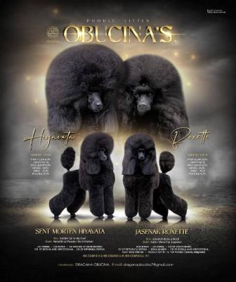 Mittelgroße Pudelwelpen - Vienna Dogs, Puppies