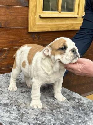 English Bulldog - Vienna Dogs, Puppies