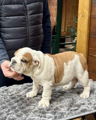 English Bulldog - Vienna Dogs, Puppies