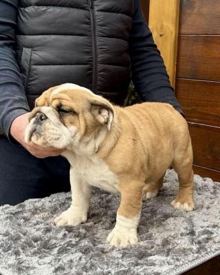 English Bulldog - Vienna Dogs, Puppies