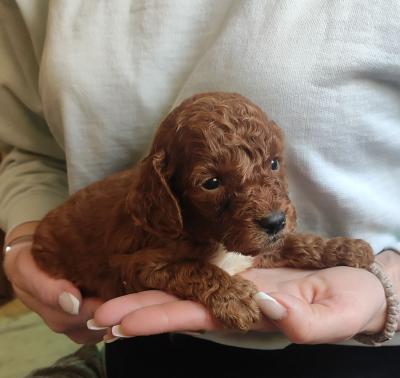 Poodle Puppies - Vienna Dogs, Puppies