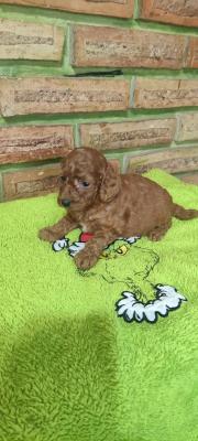 Poodle Puppies - Vienna Dogs, Puppies