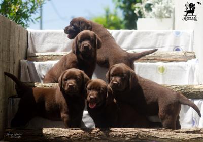 Labrador retriever puppies - Vienna Dogs, Puppies