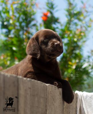 Labrador retriever puppies - Vienna Dogs, Puppies