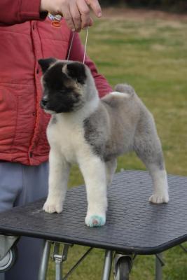 American Akita - Vienna Dogs, Puppies