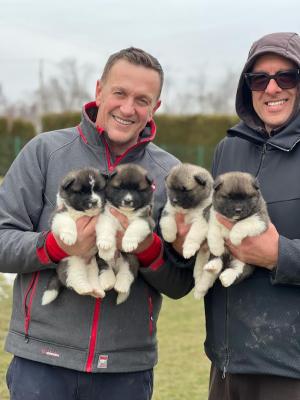 American Akita - Vienna Dogs, Puppies