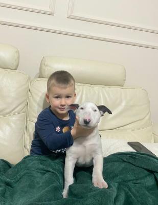 Standard Bull Terrier puppies - Vienna Dogs, Puppies