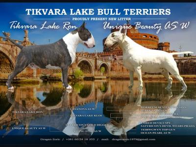 Standard Bull Terrier puppies - Vienna Dogs, Puppies