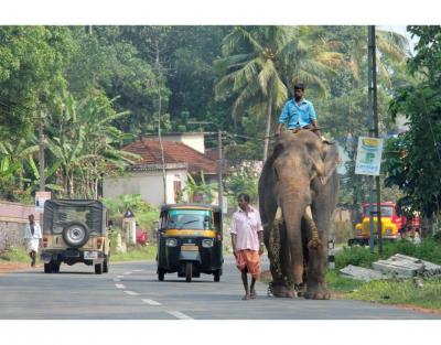 Thekkady travel guide - Explore Kerala's Wildlife & Beauty
