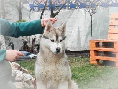 Siberian Husky, Rüdenwelpen - Vienna Dogs, Puppies