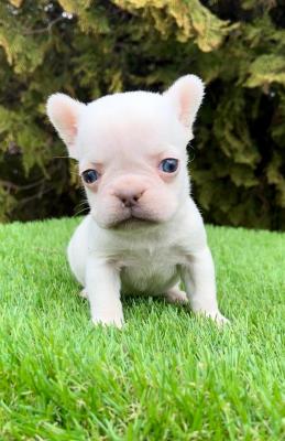 French bulldog - Vienna Dogs, Puppies