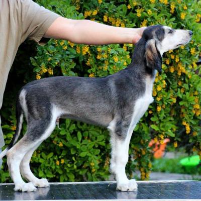  Saluki Puppies available    - Dubai Dogs, Puppies