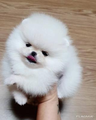   Teacup Pomeranian Puppies    - Dubai Dogs, Puppies
