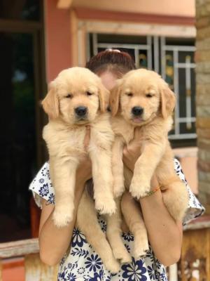  Golden Retriever Puppies    - Dubai Dogs, Puppies